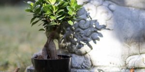 3 Clean-Air Friendly Plants to Have in Your House